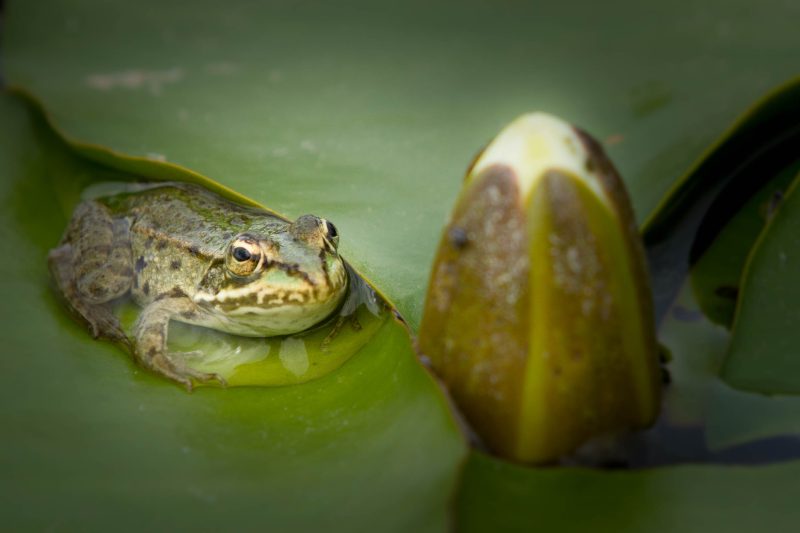 baignade naturelle écologique biologique