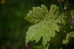 chambre-hote-gers-madiran-vin-brumont