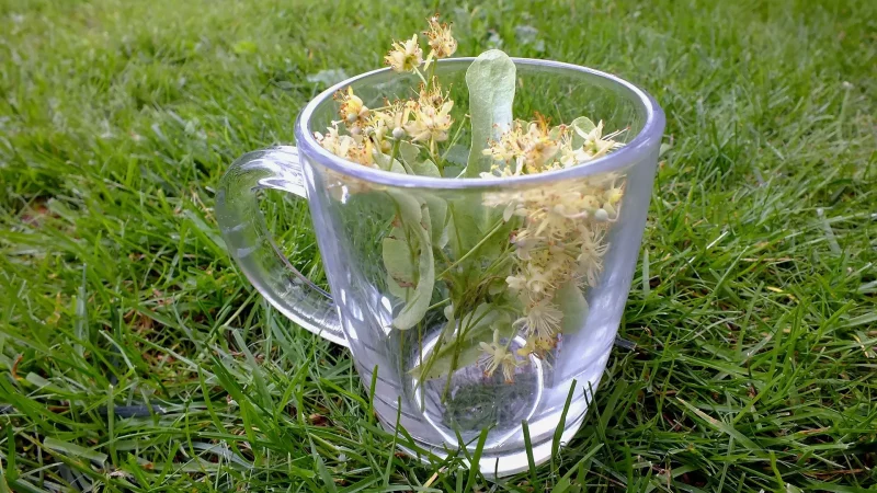 Fleurs de tilleul en tisane