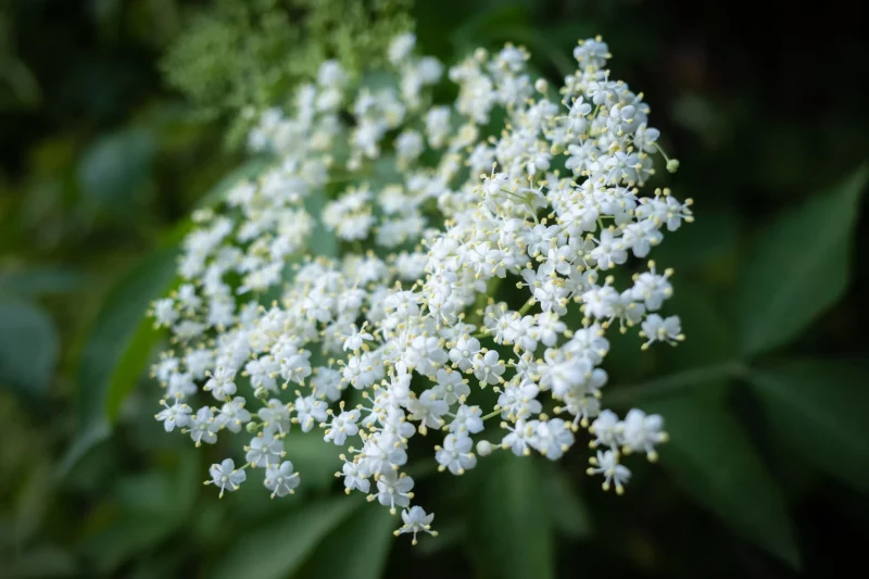 Fleur de sureau noir