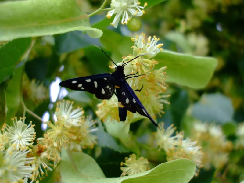 Fleurs de tilleul